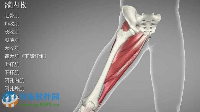 3DBody解剖電腦版 (三維交互解剖軟件) 8.0 免費(fèi)版