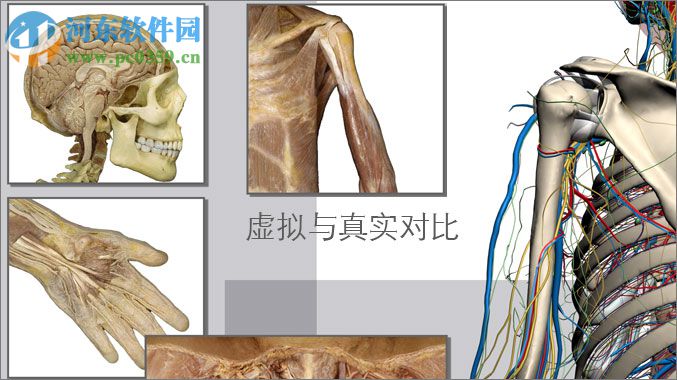 3DBody解剖電腦版 (三維交互解剖軟件) 8.0 免費(fèi)版