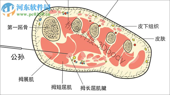 3DBody解剖電腦版 (三維交互解剖軟件) 8.0 免費(fèi)版