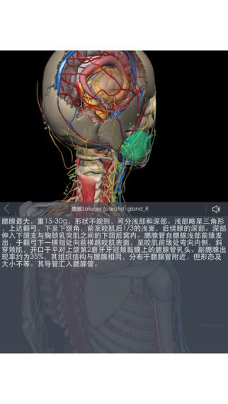 3Dbody解剖(2)