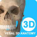 維薩里3D解剖