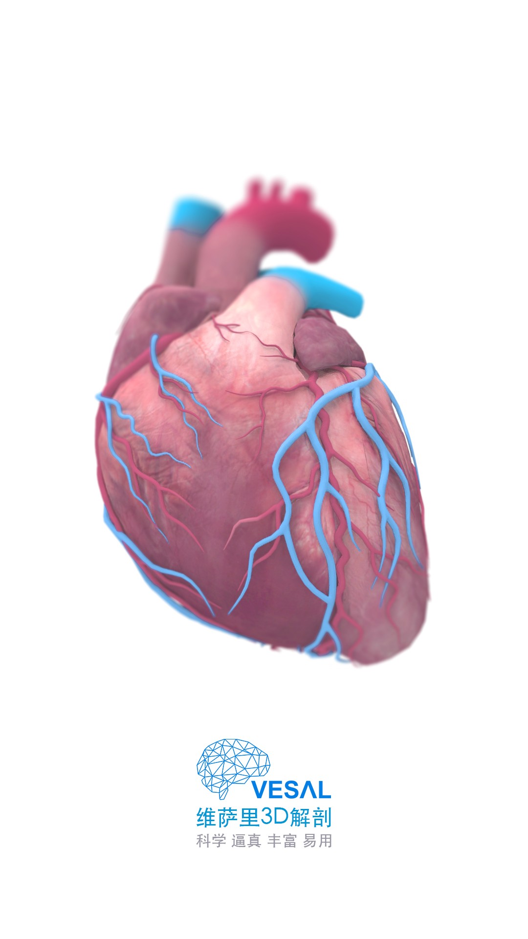 維薩里3D解剖(3)