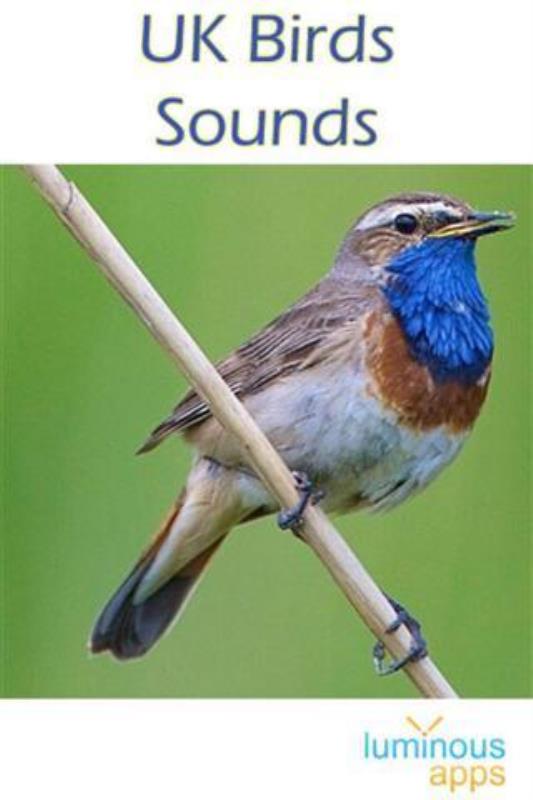 UK Birds Sounds(4)