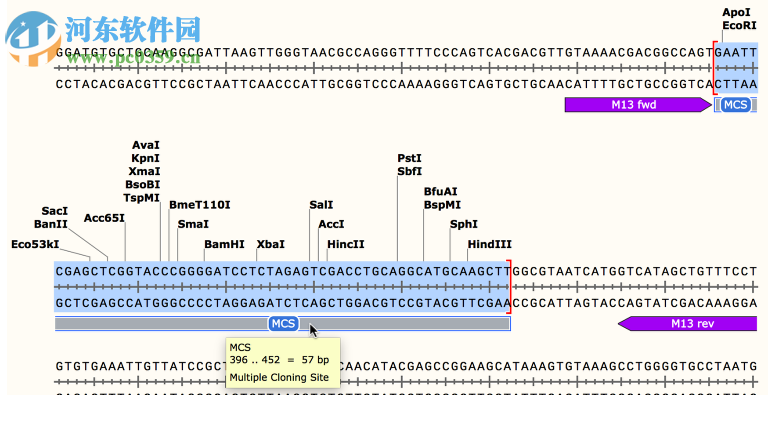 GSL Biotech SnapGene(分子生物學(xué)軟件)