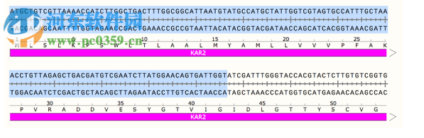 GSL Biotech SnapGene(分子生物學(xué)軟件)