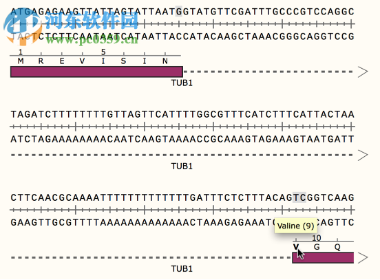 GSL Biotech SnapGene(分子生物學(xué)軟件)