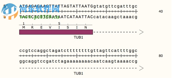 GSL Biotech SnapGene(分子生物學(xué)軟件)